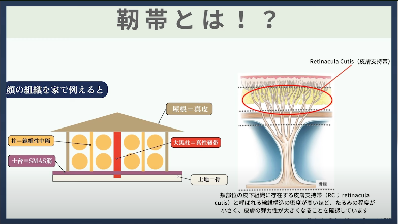 靭帯とは